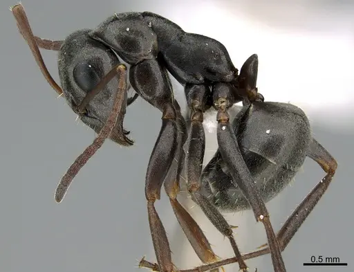 Formica occulta specimen CASENT0923593 image casent0923593_1