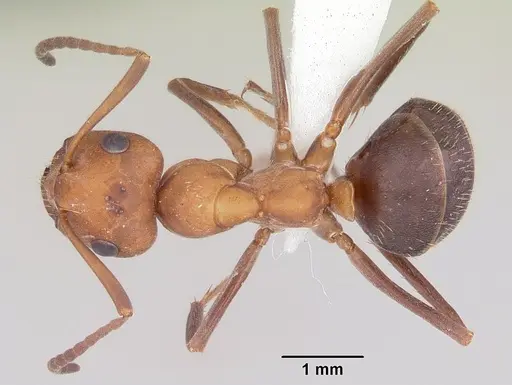Formica opaciventris specimen CASENT0104872 image casent0104872_1
