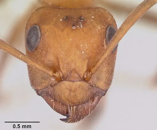 Formica opaciventris specimen CASENT0104872 image casent0104872_2