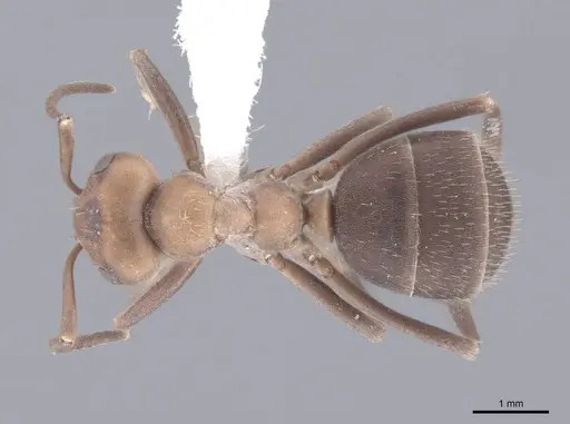 Formica opaciventris specimen FMNHINS0000083067 image fmnhins0000083067_1