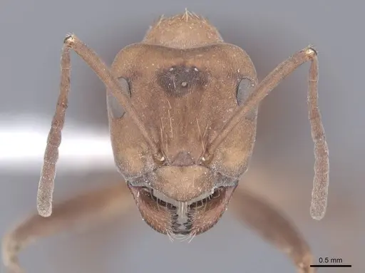 Formica opaciventris specimen FMNHINS0000083067 image fmnhins0000083067_2