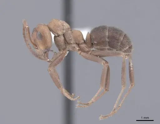 Formica opaciventris specimen FMNHINS0000083067 image fmnhins0000083067_3