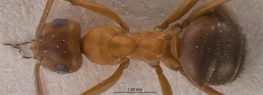 Formica orangea specimen ANTWEB1008418 image antweb1008418_1