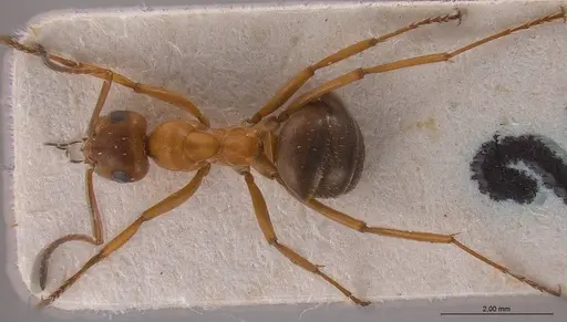 Formica orangea specimen ANTWEB1008418 image antweb1008418_2