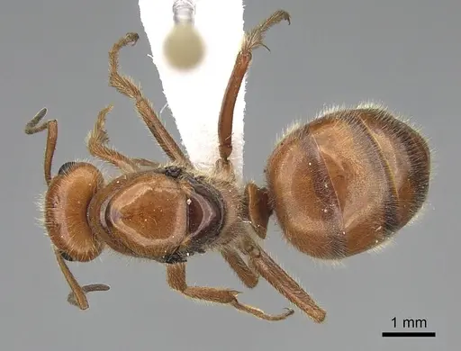 Formica oreas specimen CASENT0843929 image casent0843929_1