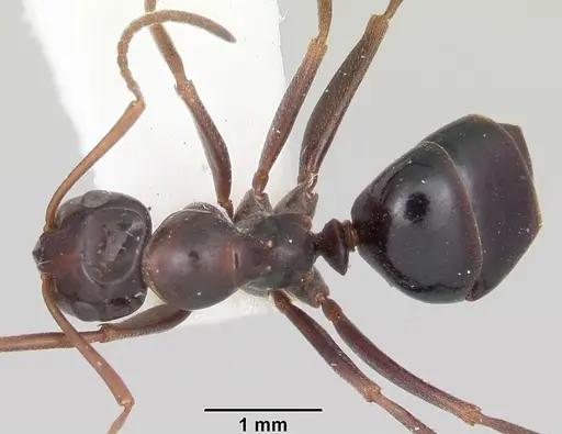 Formica oregonensis specimen CASENT0105755 image casent0105755_1
