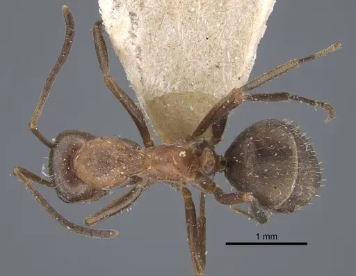 Formica pacifica specimen CASENT0917264 image casent0917264_1