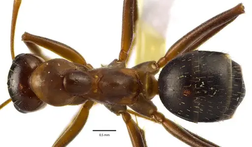 Formica pallidefulva specimen ANTWEB1041635 image antweb1041635_1