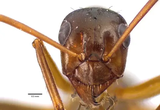 Formica pallidefulva specimen ANTWEB1041635 image antweb1041635_2