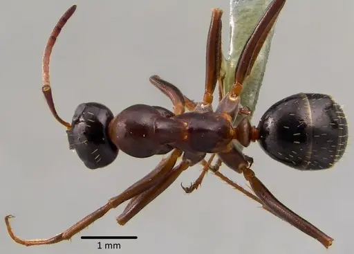 Formica pallidefulva specimen ANTWEB1041751 image antweb1041751_1