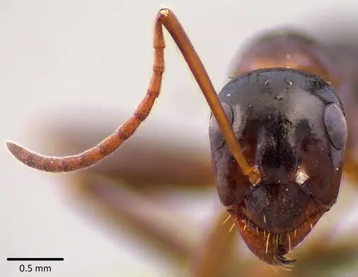 Formica pallidefulva specimen ANTWEB1041751 image antweb1041751_2