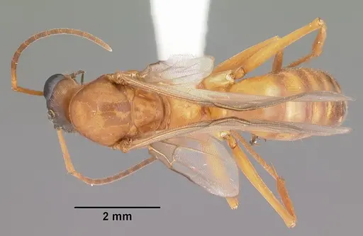 Formica pallidefulva specimen CASENT0103929 image casent0103929_1