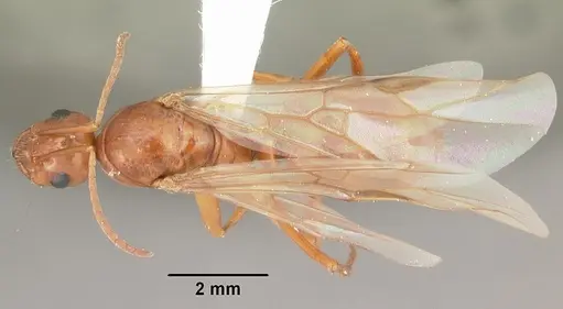 Formica pallidefulva specimen CASENT0103930 image casent0103930_1