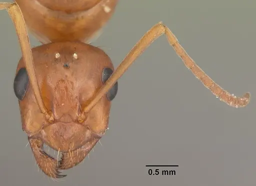 Formica pallidefulva specimen CASENT0103930 image casent0103930_2
