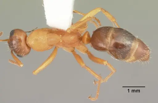 Formica pallidefulva specimen CASENT0103931 image casent0103931_1