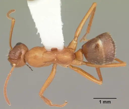 Formica pallidefulva specimen CASENT0103932 image casent0103932_1