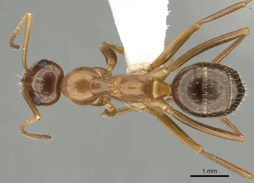 Formica pallidefulva specimen CASENT0280345 image casent0280345_1