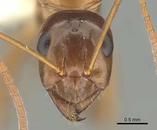 Formica pallidefulva specimen CASENT0280345 image casent0280345_2