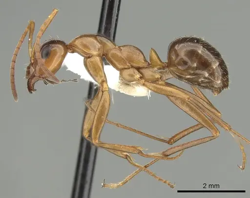 Formica pallidefulva specimen CASENT0280345 image casent0280345_3
