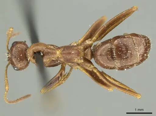 Formica pallidefulva specimen CASENT0915638 image casent0915638_1