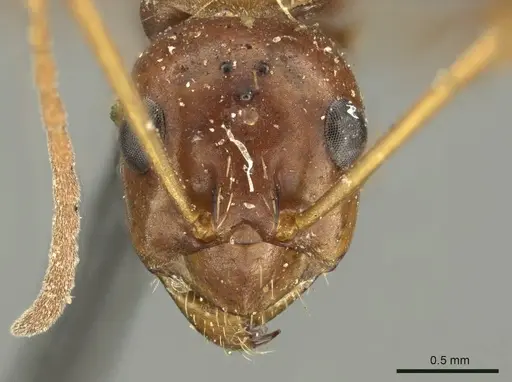 Formica pallidefulva specimen CASENT0915638 image casent0915638_2