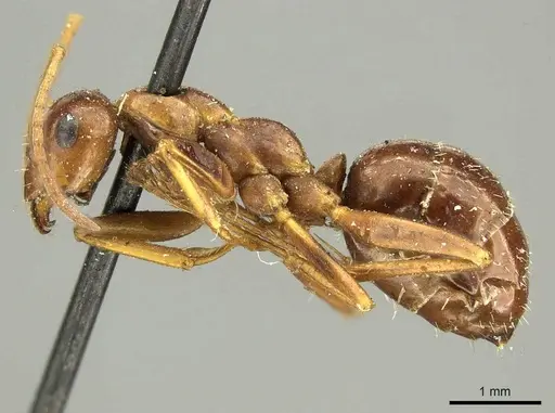 Formica pallidefulva specimen CASENT0915638 image casent0915638_3
