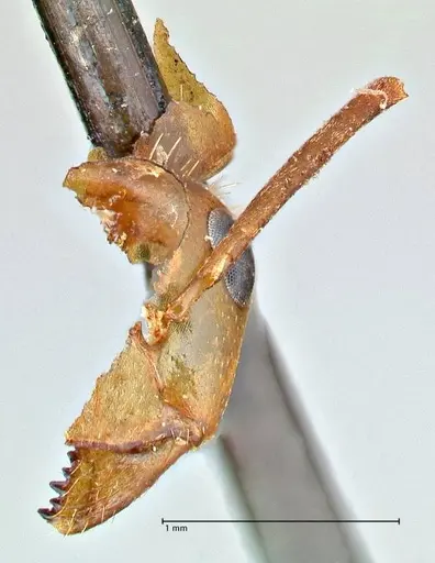 Formica pallidefulva specimen FOCOL2743 image focol2743_1