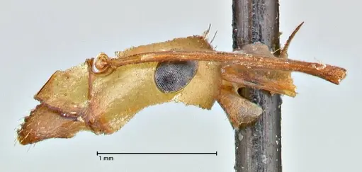 Formica pallidefulva specimen FOCOL2743 image focol2743_2