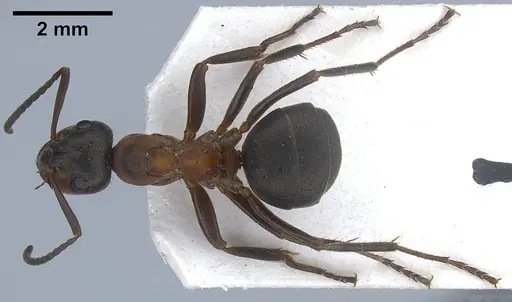 Formica paralugubris specimen ANTWEB1041356 image antweb1041356_1