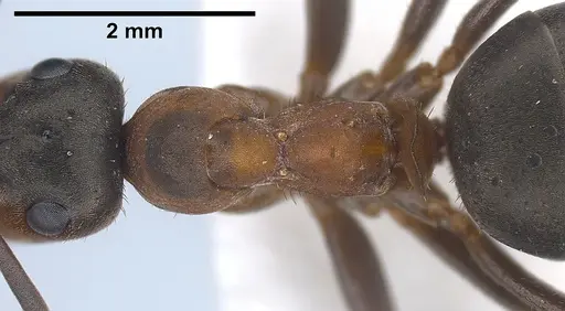 Formica paralugubris specimen ANTWEB1041356 image antweb1041356_2