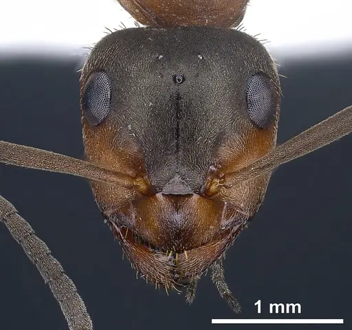 Formica paralugubris specimen ANTWEB1041356 image antweb1041356_4
