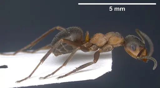 Formica paralugubris specimen ANTWEB1041356 image antweb1041356_5