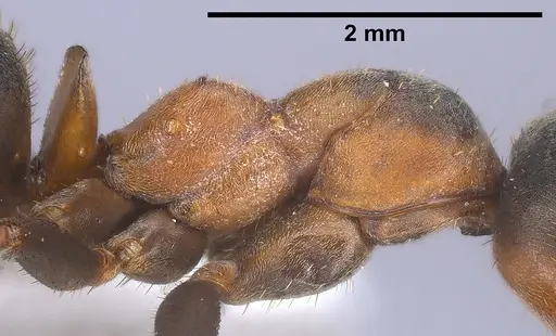Formica paralugubris specimen ANTWEB1041356 image antweb1041356_6