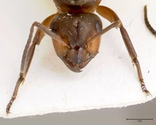 Formica paralugubris specimen FOCOL0762 image focol0762_3