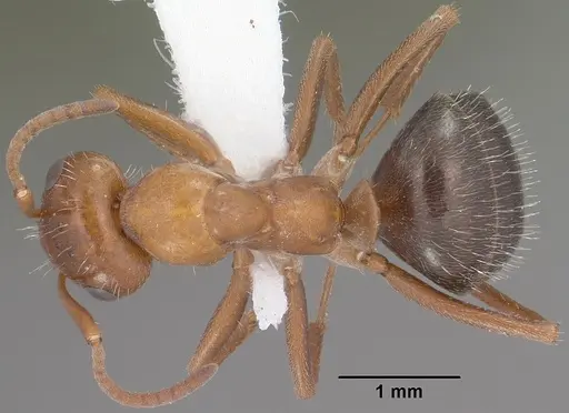 Formica perpilosa specimen CASENT0102799 image casent0102799_1