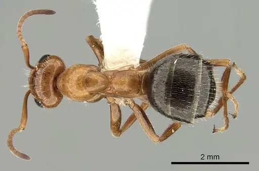 Formica perpilosa specimen CASENT0280342 image casent0280342_1