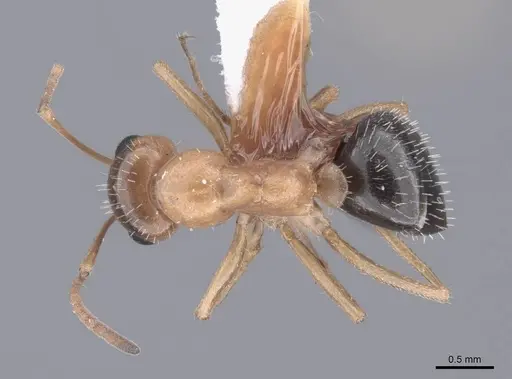 Formica perpilosa specimen FMNHINS0000062563 image fmnhins0000062563_1