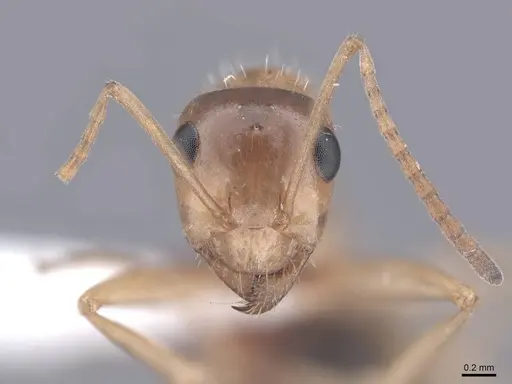 Formica perpilosa specimen FMNHINS0000062563 image fmnhins0000062563_2
