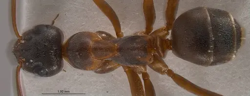 Formica persica specimen ANTWEB1008419 image antweb1008419_1