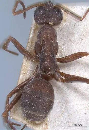 Formica picea specimen ANTWEB1008395 image antweb1008395_1