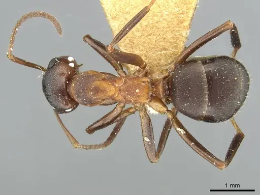 Formica pisarskii specimen CASENT0913660 image casent0913660_1
