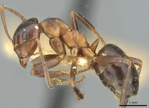 Formica pisarskii specimen CASENT0913660 image casent0913660_3