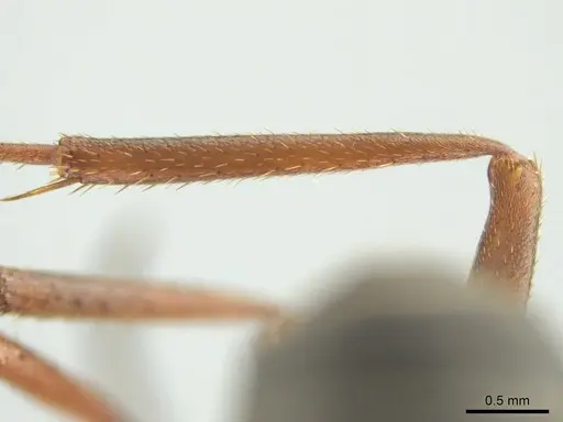 Formica planipilis specimen CASENT0649741 image casent0649741_3