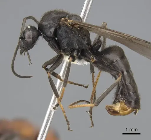 Formica planipilis specimen CASENT0843931 image casent0843931_3