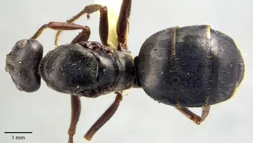 Formica podzolica specimen ANTWEB1041713 image antweb1041713_1