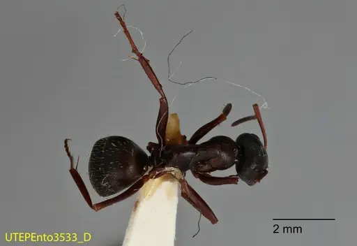 Formica podzolica specimen UTEPENTO3533 image utepento3533_1