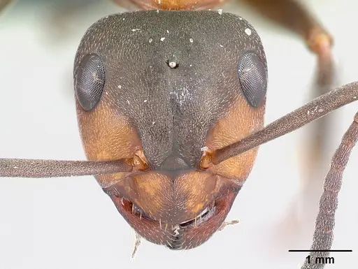Formica polyctena specimen CASENT0179911 image casent0179911_2