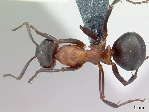 Formica polyctena specimen CASENT0179912 image casent0179912_1