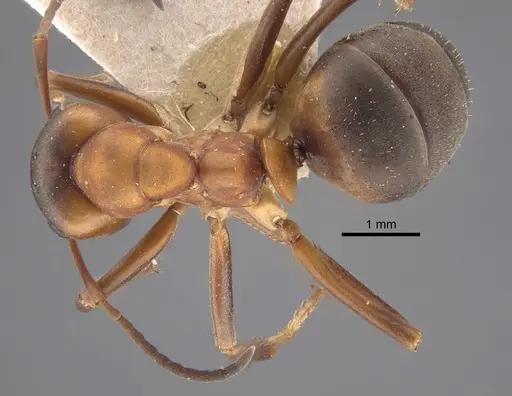 Formica polyctena specimen CASENT0917341 image casent0917341_1