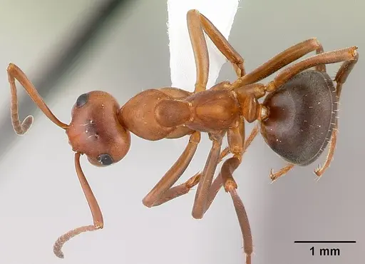 Formica postoculata specimen CASENT0179610 image casent0179610_1